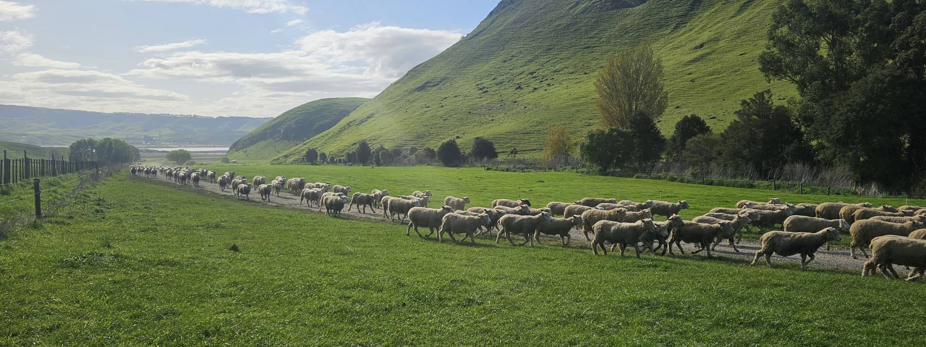 Ewes on the race, Hawke's Bay